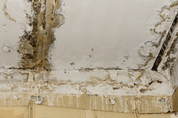 Local water damage restoration in Vance, AL